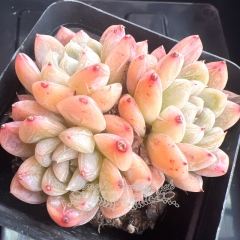 Echeveria 'Aisha' | Real & Unique