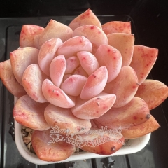 Echeveria Monroe | Real & Unique