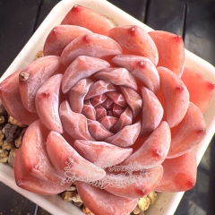 Echeveria 'Strawberry Chocolate' | Real & Unique