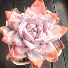 Echeveria 'Sang A' | Real & Unique