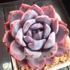 Echeveria 'Arabian Nights' | Real & Unique