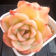 Echeveria 'Flat Peach' | Real & Unique