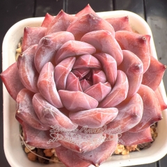 Echeveria 'Strawberry Chocolate' | Real & Unique