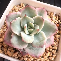 Echeveria Atlantis variegated | Real & Unique