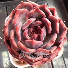 Echeveria 'Purple Shadow' | Real & Unique