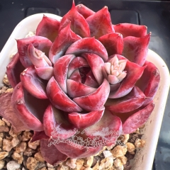 Echeveria 'Fascination' | Real & Unique