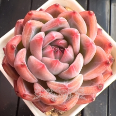 Echeveria 'Love Star' | Real & Unique