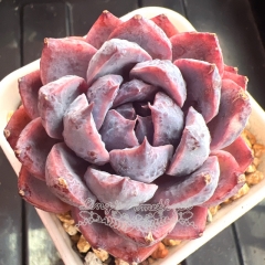 Echeveria 'Arabian Nights' | Real & Unique