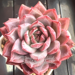 Echeveria 'Drunken Beauty' | Real & Unique