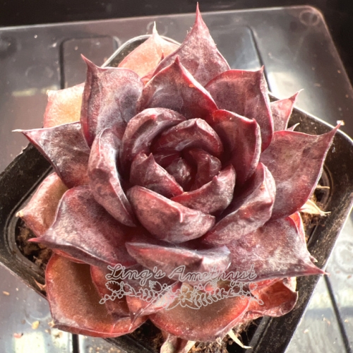 Echeveria 'Dark Knight' | Real & Unique