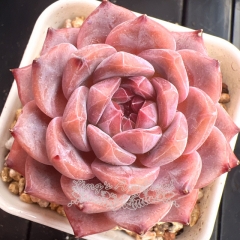 Echeveria 'Strawberry Chocolate' | Real & Unique