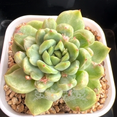 Echeveria 'Ice Angel' Variegated | Real & Unique