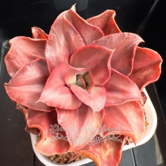 Echeveria 'Takasago No Okina' Red variegated | Real & Unique