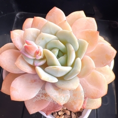 Echeveria 'Pure Snow' | Real & Unique