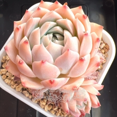 Echeveria 'Bright Moon' | Real & Unique