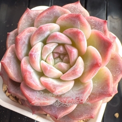 Echeveria 'Rainbow Candy' | Real & Unique