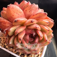 Echeveria 'Chocolate Cream' | Real & Unique