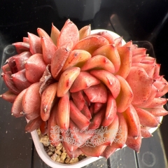 Echeveria 'Chocolate Cream' | Real & Unique