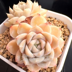 Echeveria 'Pure Moon' | Real & Unique