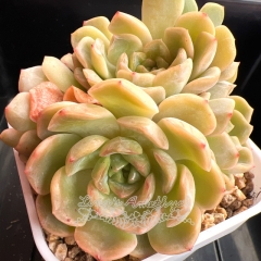 Echeveria 'Egg Tart' | Real & Unique