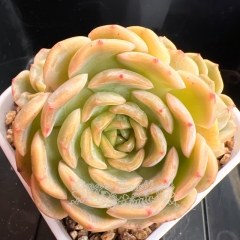 Echeveria 'Egg Tart' | Real & Unique