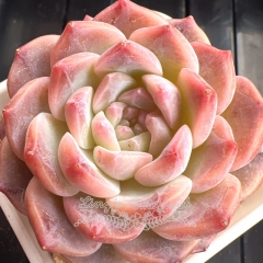 Echeveria 'Rainbow Candy' | Real & Unique