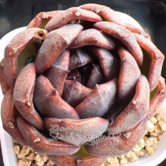 Echeveria 'Black Altar' | Real & Unique