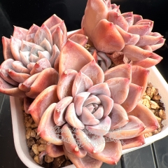 Echeveria 'First Love' | Real & Unique