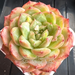 Echeveria 'Dragon Sparrow' | Real & Unique