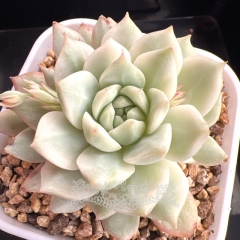 Echeveria 'Tippy' variegated | Real & Unique