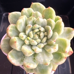 Echeveria 'Ice Angel' Variegated | Real & Unique