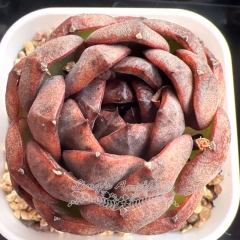 Echeveria 'Black Altar' | Real & Unique