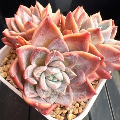 Echeveria 'First Love' | Real & Unique