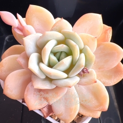 Echeveria 'Pure Snow' | Real & Unique