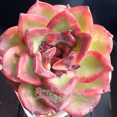 Echeveria 'Sweetheart Rose' | Real & Unique