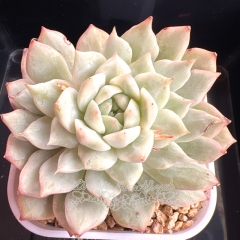 Echeveria 'Tippy' variegated | Real & Unique