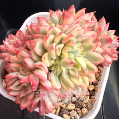 Echeveria 'Mebina' variegata | Real & Unique