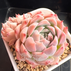 Echeveria 'Bright Moon' | Real & Unique