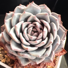 Echeveria 'Koi' | Real & Unique