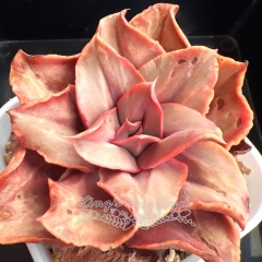 Echeveria 'Takasago No Okina' Red variegated | Real & Unique