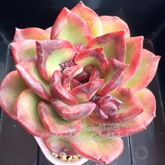 Echeveria 'Sweetheart Rose' | Real & Unique