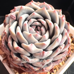 Echeveria 'Koi' | Real & Unique