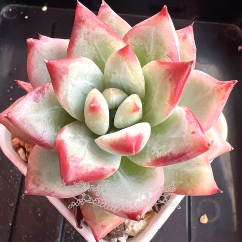 Echeveria 'Emerald' | Real & Unique