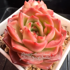 Echeveria 'Crimson Rose' | Real & Unique