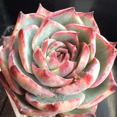 Echeveria Casio Variegata | Real & Unique