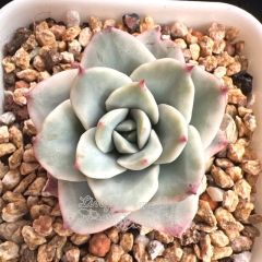 Echeveria Atlantis variegated | Real & Unique