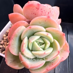 Echeveria 'Peach Fairy' | Real & Unique