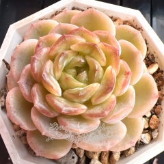 Echeveria 'Melting Crystal' | Real & Unique