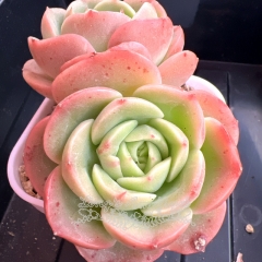 Echeveria 'Peach Fairy' | Real & Unique