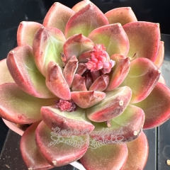 Echeveria 'Amethyst'/'Purple pomegranate' | Real & Unique